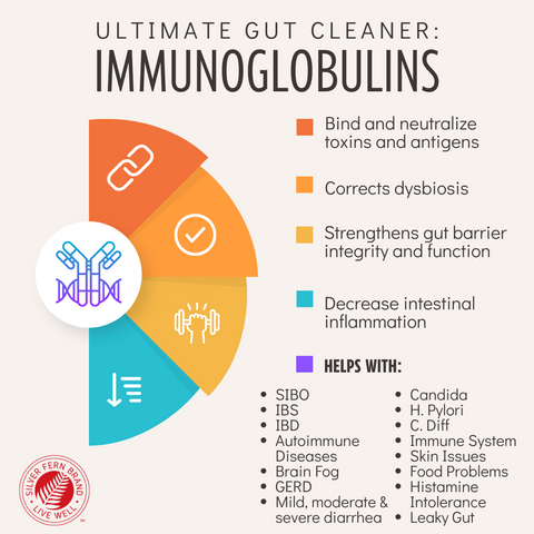 Immunoglobulins are a beneficial & natural way to clean up the gut - gut health, detox